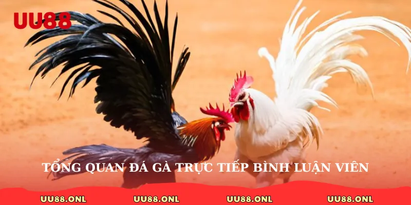 Tổng quan đá gà trực tiếp bình luận viên